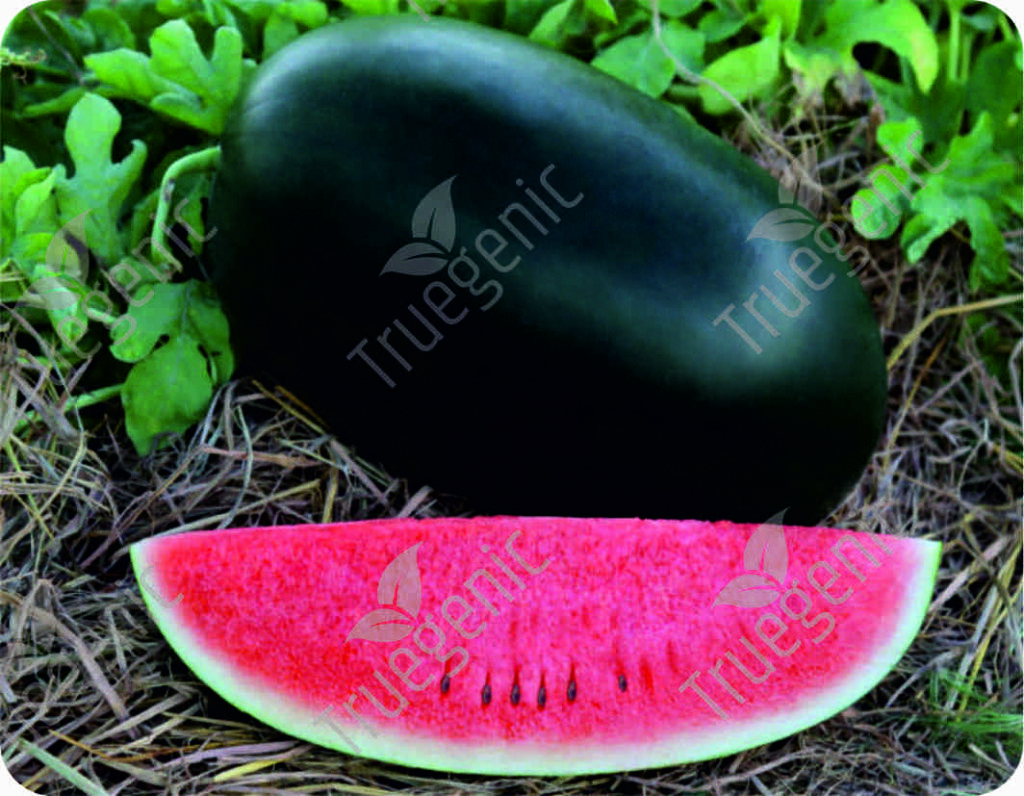 Watermelon